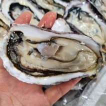 통영 앞바다 산지직송 후회없을 최상급 하프셀 / 반각굴, 120미 내외 / 3+1단 / 6인분