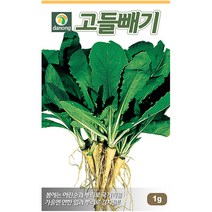 다농 산천 왕까마중 50립 - 씨 씨앗 까마중씨앗 까마중씨 강태 깜두라지 용규 나물씨앗 민속채소 채소씨 채소씨앗, 02_다농_고들빼기(1g)