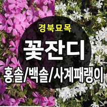 [경북농원] 꽃잔디 백솔/홍솔 / 사계패랭이 50포트 판매, 꽃잔디_백솔 50포트