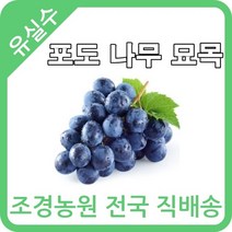 대한조경농원 포도 나무 묘목 [1년생 10주묶음] [샤인머스켓 MBA머루포도 켐벨 거봉], 샤인머스켓