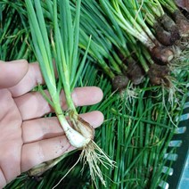 푸른빛 당일수확 쪽파 흙쪽파 1kg 2kg 파김치용 파절이용 여름쪽파 실파, 흙쪽파 2kg, 1개