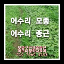 어수리100주 어수리모종 어수리씨앗재배