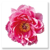 모란꽃 33종 돈들어오는 그림 한국화 캔버스액자 인테리어액자 거실액자 침실액자, 모란꽃15