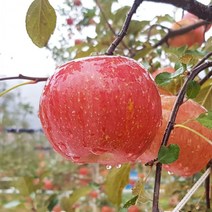 평창사과 프리미엄 고랭지 부사사과 5kg 19-20내외 오대산사과, 상세페이지 참조
