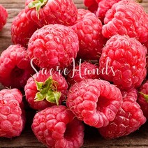 새로핸즈 플레이버오일 라즈베리향 식향 100ml, 단품