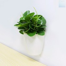 socean 벽걸이 행잉 저면관수 화분13cmx16.5cm 자동 급수기 식물 플랜트 팟 선인장 스투키 화분 미니 테이블 식물 이쁜