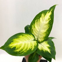 공기정화식물 마리안느