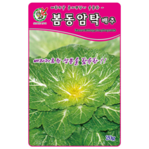 오스템바이오 봄동암탁배추 20g 종자 씨앗 항암 베타카로틴 기능성 월동 봄동배추, 1개