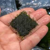 피시덴 모스 (4x4cm 스텐망활착), 단품