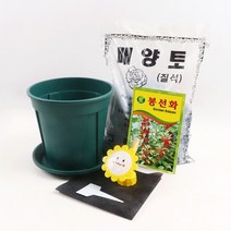 미미네가든 초보 봉선화 키우기 6종 세트, 없음