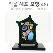 중등과학 식물세포 모형 현미경구조 과학교구