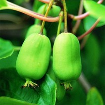 나무마켓 다래나무묘목 슈퍼 일세다래 묘목, 일세다래 H1.5 결실주 분묘(대형)