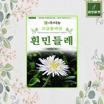 약용/식용 휘귀한 흰민들레 씨앗 100립