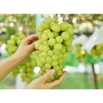 고당도 수출용 김천 샤인머스켓 샤인머스캣 가정용 임산부 과일 프리미엄 과일세트/가락시장 당일배송출발, (특1등급)샤인머스켓 4kg 4-5수