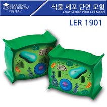 러닝리소스_LER1901 식물 세포 단면 모형 Cross-Section Plant Cell Model 낱말 감정 한글 영어 낱말 아기 유아 어린이집 유치원 남자 여자 생일 선물 교구 홈스쿨, 본상품선택, 본상품선택, 본상품선택