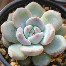 먼로 예쁜 다육 랜덤 0109-92, 단품, 1개