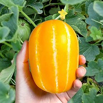 성주 꿀 참외 가정용 선물용 산지직송, 정품(개별포장o), 2kg 대과, 1개