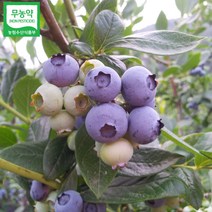 초록사랑 무농약 국산 블루베리 냉동 (특품), 1개, 2kg(특품)