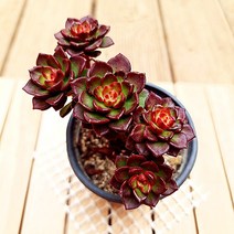 매직쨈골드 다육이 사계절 색상이 변하는 다육 랜덤5-30, 단품