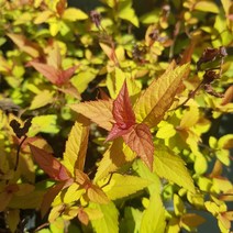 [이삽저삽]조팝나무묘목(4치포트/8개)조경수 정원수 관상용/삼색조팝 황금조팝 2종, 삼색조팝(포트8개)