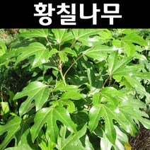 황칠 나무 묘목 실생2년 포트3개/특용수 약용수, 3개