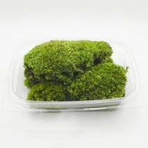 국산 비단이끼 알뜰팩(15cmx11cm) 롤링모스가든, 1개