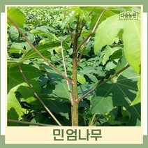 엄나무 묘목 민엄나무(가시없는음나무) 근삽1년생 뿌리 특묘 2개