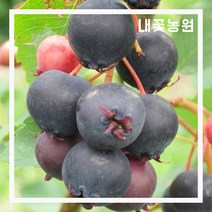 준베리(발레리나) 삽목1 년 플러그묘