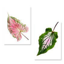 [아트톡] S145 초록식물5 - 2종세트 인테리어 폼보드액자 ( 사이즈 A2 A3 A4 )