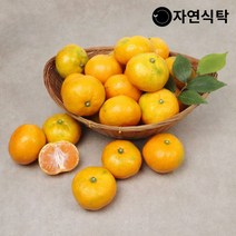 자연식탁 제주직송 극조생 노지감귤 4.5kg 사이즈별, 노지감귤 4.5kg 중대과