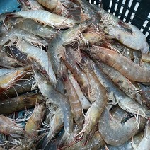 흰다리 새우 생새우 대하 활새우 1kg 새우버터구이 당일조업 당일바리 완도 국내산, 단품