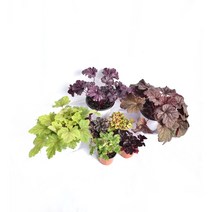 서비내 휴케라 Heuchera 소품/중품(색상랜덤) 야생화 노지월동 정원수 희귀식물 다년초 슈케라 꽃 서비야드, 단품 중형(색상랜덤)