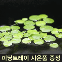 아마존 프로그비트 [10뿌리] 부상수초 수생식물