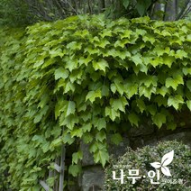 [나무인] 아이비(송악) 12포트