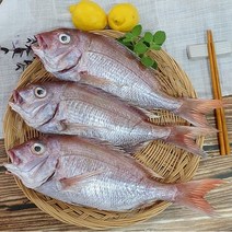 반건조 생선 국산 참돔 1마리 손질 제수용 구이용 찜용, 43cm내외