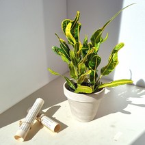 바나나크로톤 전자파차단 미세먼지제거 포름알데히드제거 무늬 식물 - 홈인테리어 플랜테리어 홈가드닝, 1개