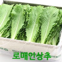 로메인2kg 로메인상추 웰빙 쌈채소 싱싱지오, 2kg, 1개