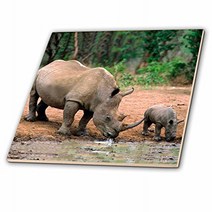 3dRose ct_1053_3 Black Rhino Rhinoceros Ceramic Tile 8-Inch null, 1