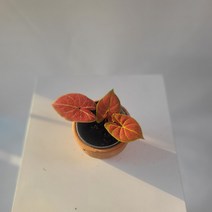 무배특가 인기칼라디움 바이칼라칼라디움 칼라데아 소품 15~30cm 59, 1개