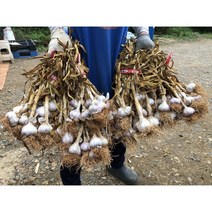 2023 햇마늘 [토종 태안 육쪽마늘], 9kg(특), 1개