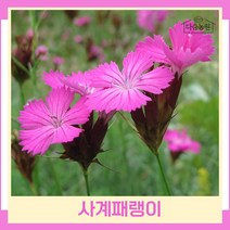사계패랭이 모종 포트묘 10개