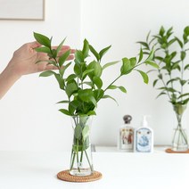 [피플랜트] 루스커스 생화 키우기쉬운 수경식물 40cm / 60cm, 02. (중형)루스커스 5P