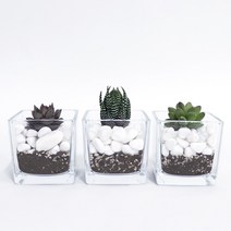 화분월드 천연 인테리어 자갈 모래 1.5KG, 백자갈3호(1.5kg)