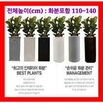 없음 [반값화분] MAIN-대형인도고무나무twin120 직접배송 축하화분 개업화분 거실화분 카페화분 인테리어화분 아레카야자 극락조 알로카시아 파키라 고무나무, 원통화이트