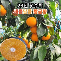 [과일의여왕] 마미템 제주 황금향 당도선별 고당도 하우스 노지 감귤 1.5kg 3kg 5kg, 1개, 황금향4.5kg중소과