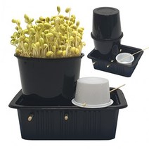 내 손으로 키우는 대용량 유기농 콩나물 재배 세트 수경재배 베란다 텃밭 가꾸기