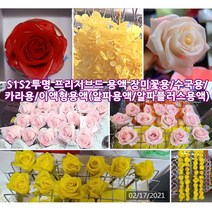 1리터 알파용액(탈수 탈색보조 성형 안정제) / 알파플러스(표백) 옵션선택 [드림팜웰] 이액형 프리저브드 용액 (특허정품), S1S2카라용 투명용액코팅제(붓도포방법)