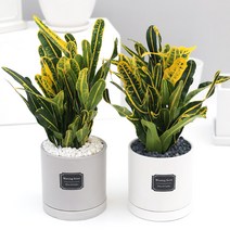 아침향기 공기정화식물 무광 원형화분 [브라운], 1개, (무광원형/그레이)바나나크로톤