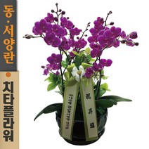 치타플라워 만천홍 서양란 승진 축하 생일 개업 이사 화분 [CT06A-03] 서양난 미니 호접란 전국 당일 배송 꽃배달