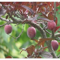 착한가격 나무생각 / 자엽자두 / 결실주, 주